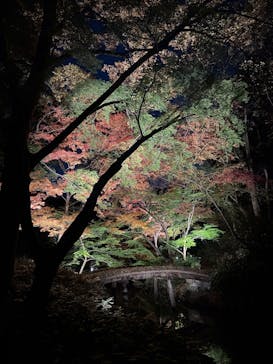 六義園に投稿された画像（2024/12/3）