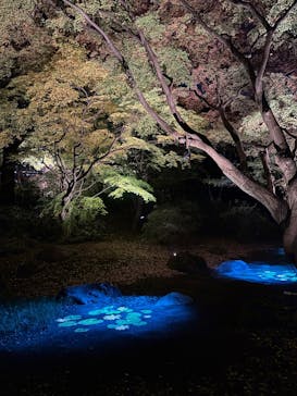 六義園に投稿された画像（2024/12/3）