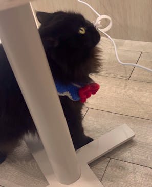 猫カフェモカ　アルシェ大宮店に投稿された画像（2024/12/3）