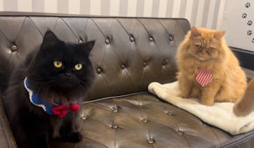 猫カフェモカ　アルシェ大宮店に投稿された画像（2024/12/3）