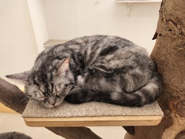 Moff アニマル カフェ イーアス 高尾店に投稿された画像（2024/12/3）