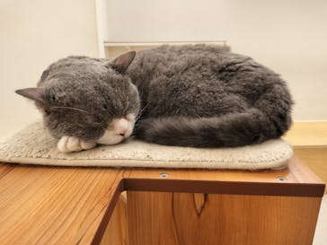 Moff アニマル カフェ イーアス 高尾店に投稿された画像（2024/12/3）