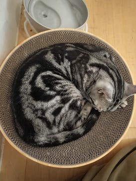 Moff アニマル カフェ イーアス 高尾店に投稿された画像（2024/12/3）