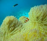 青の洞窟専門店　沖縄ダイビングショップ和に投稿された画像（2024/12/3）