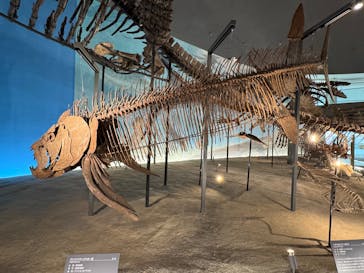 福井県立恐竜博物館に投稿された画像（2024/12/3）