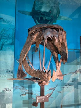 福井県立恐竜博物館に投稿された画像（2024/12/3）