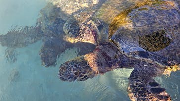 もとぶ元気村に投稿された画像（2024/12/3）