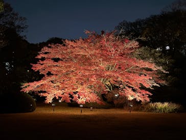 六義園に投稿された画像（2024/12/3）