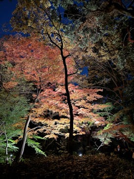 六義園に投稿された画像（2024/12/3）