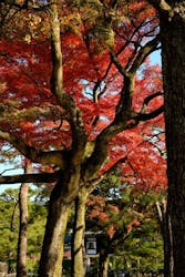 京都ミステリー紀行に投稿された画像（2024/12/3）