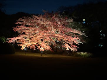 六義園に投稿された画像（2024/12/3）