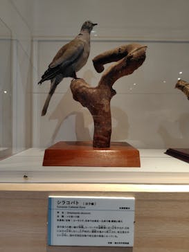 特別展「鳥 ～ゲノム解析が解き明かす新しい鳥類の系統～」国立科学博物館に投稿された画像（2024/12/3）