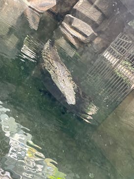 名古屋市東山動植物園に投稿された画像（2024/12/3）