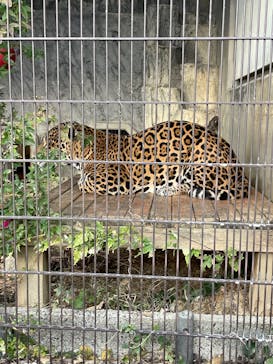 名古屋市東山動植物園に投稿された画像（2024/12/3）