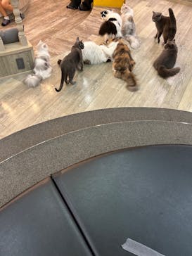 猫カフェモカ 京都河原町店に投稿された画像（2024/12/3）