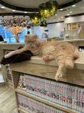 猫カフェモカ 京都河原町店に投稿された画像（2024/12/3）