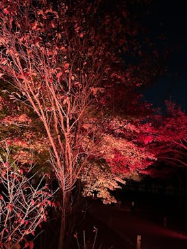 NAKED meets 二条城 2025 観月に投稿された画像（2024/12/3）