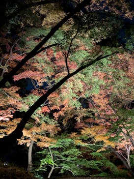 六義園に投稿された画像（2024/12/4）