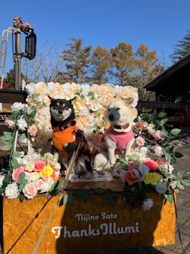 修善寺虹の郷に投稿された画像（2024/12/4）