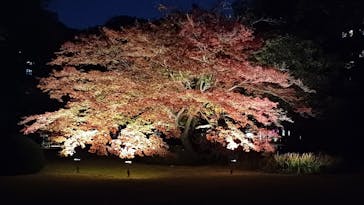 六義園に投稿された画像（2024/12/4）