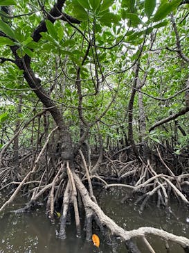 西表島 ADVENTURE PiPi（アドベンチャーピピ）に投稿された画像（2024/12/4）