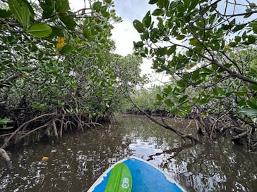 西表島 ADVENTURE PiPi（アドベンチャーピピ）に投稿された画像（2024/12/4）