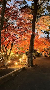 修善寺虹の郷に投稿された画像（2024/12/4）