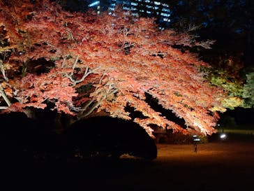 六義園に投稿された画像（2024/12/4）