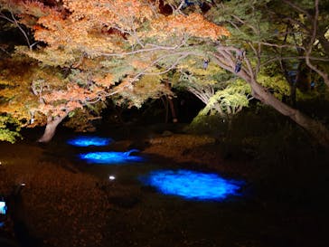 六義園に投稿された画像（2024/12/4）