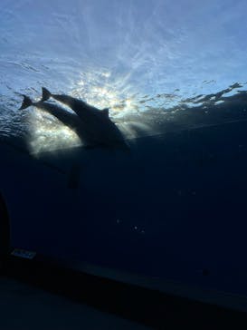 横浜・八景島シーパラダイスに投稿された画像（2024/12/4）