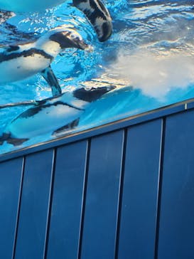 サンシャイン水族館に投稿された画像（2024/12/4）