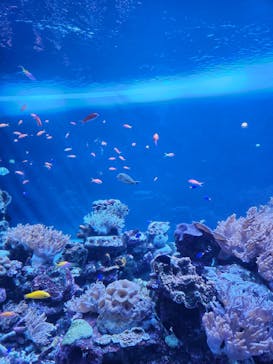 サンシャイン水族館に投稿された画像（2024/12/4）