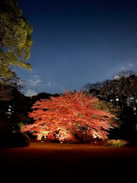 六義園に投稿された画像（2024/12/4）