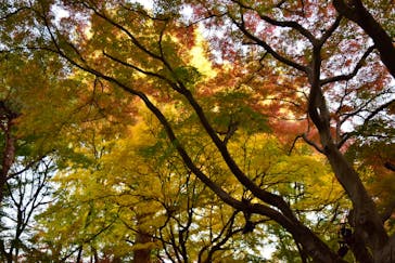 六義園に投稿された画像（2024/12/4）