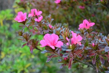 六義園に投稿された画像（2024/12/4）