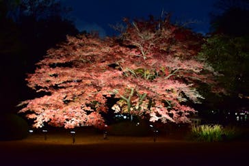 六義園に投稿された画像（2024/12/4）