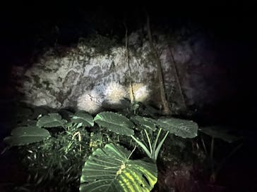 ウワーガージャングルに投稿された画像（2024/12/4）