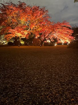 六義園に投稿された画像（2024/12/4）