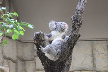 名古屋市東山動植物園に投稿された画像（2024/12/4）