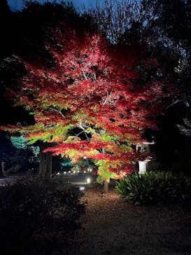 六義園に投稿された画像（2024/12/4）