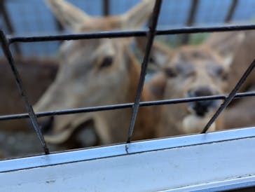 那須サファリパークに投稿された画像（2024/12/4）