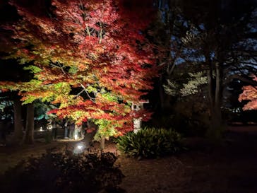 六義園に投稿された画像（2024/12/4）