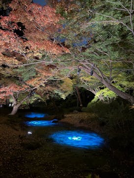 六義園に投稿された画像（2024/12/4）