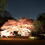 六義園に投稿された画像（2024/12/5）