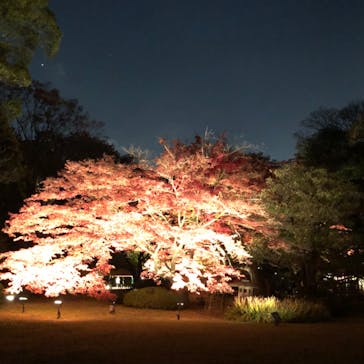 六義園に投稿された画像（2024/12/4）