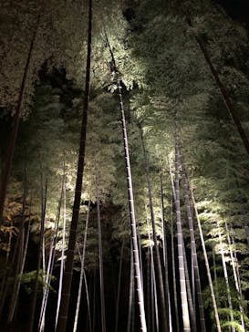 六義園に投稿された画像（2024/12/4）