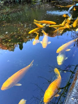 昇仙峡ロープウェイに投稿された画像（2024/12/4）