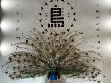 特別展「鳥 ～ゲノム解析が解き明かす新しい鳥類の系統～」国立科学博物館に投稿された画像（2024/12/5）