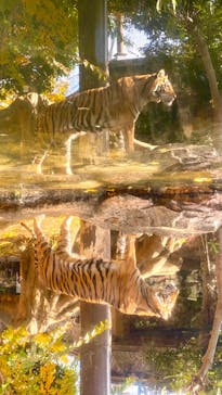 恩賜上野動物園に投稿された画像（2024/12/5）