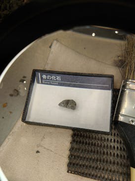 福井県立恐竜博物館に投稿された画像（2024/12/5）